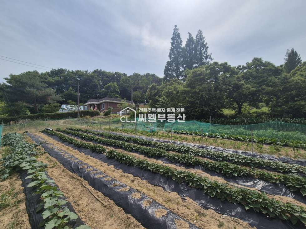 충남 아산시 음봉면 쌍룡리 토지 772평(2,554㎡), 연면적 48평(158.99㎡) 매매 매물번호 12526 사진 11